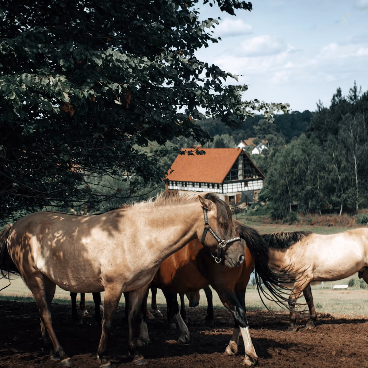Konie na pastwisku, w oddali agroturystyka – Slowhop