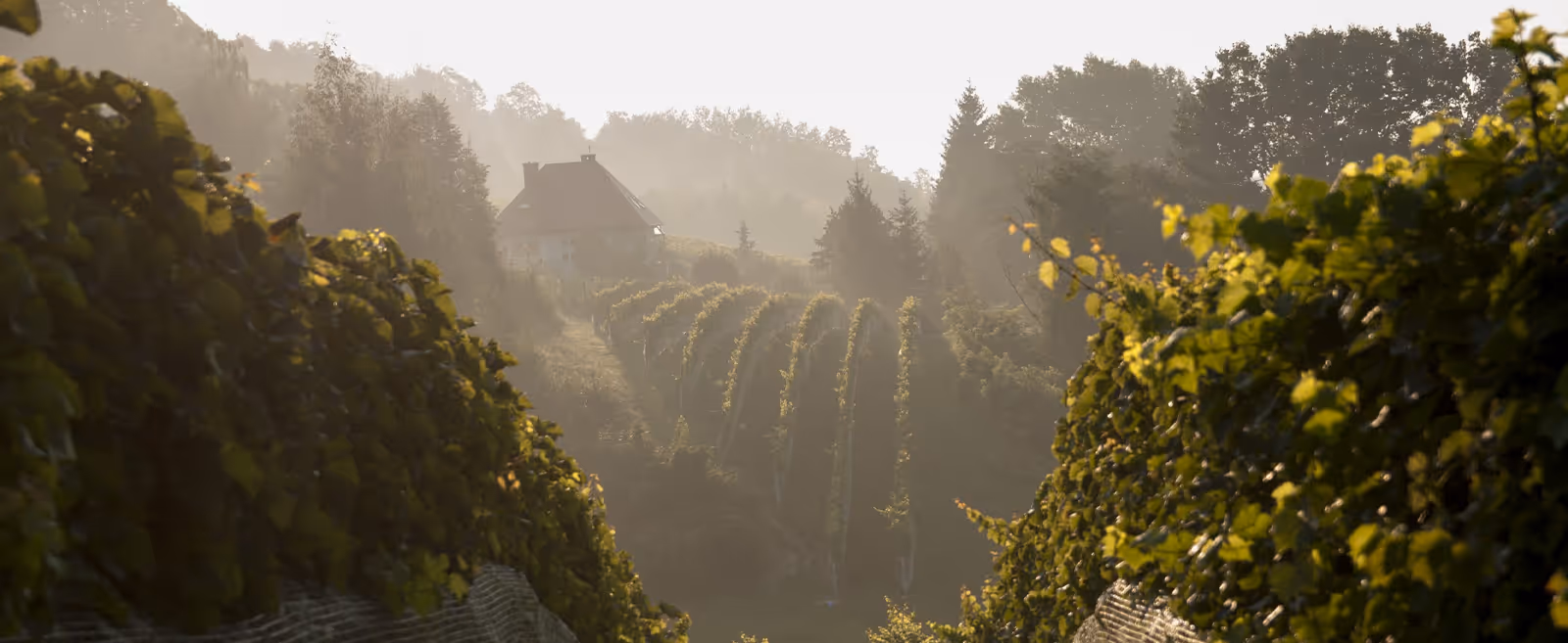 Uncorked: 6 Vineyards in Poland Worth the Trip