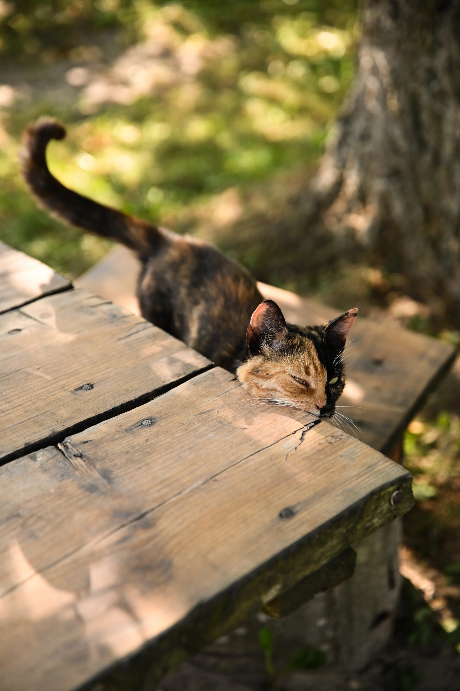 6 perfect spots in Poland for a holiday with your cat